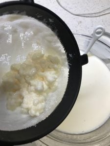 kefir grains